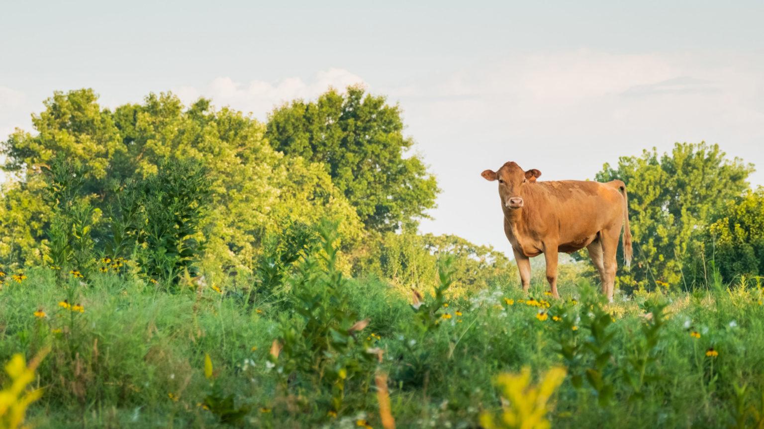 Cow Field Oklahoma
