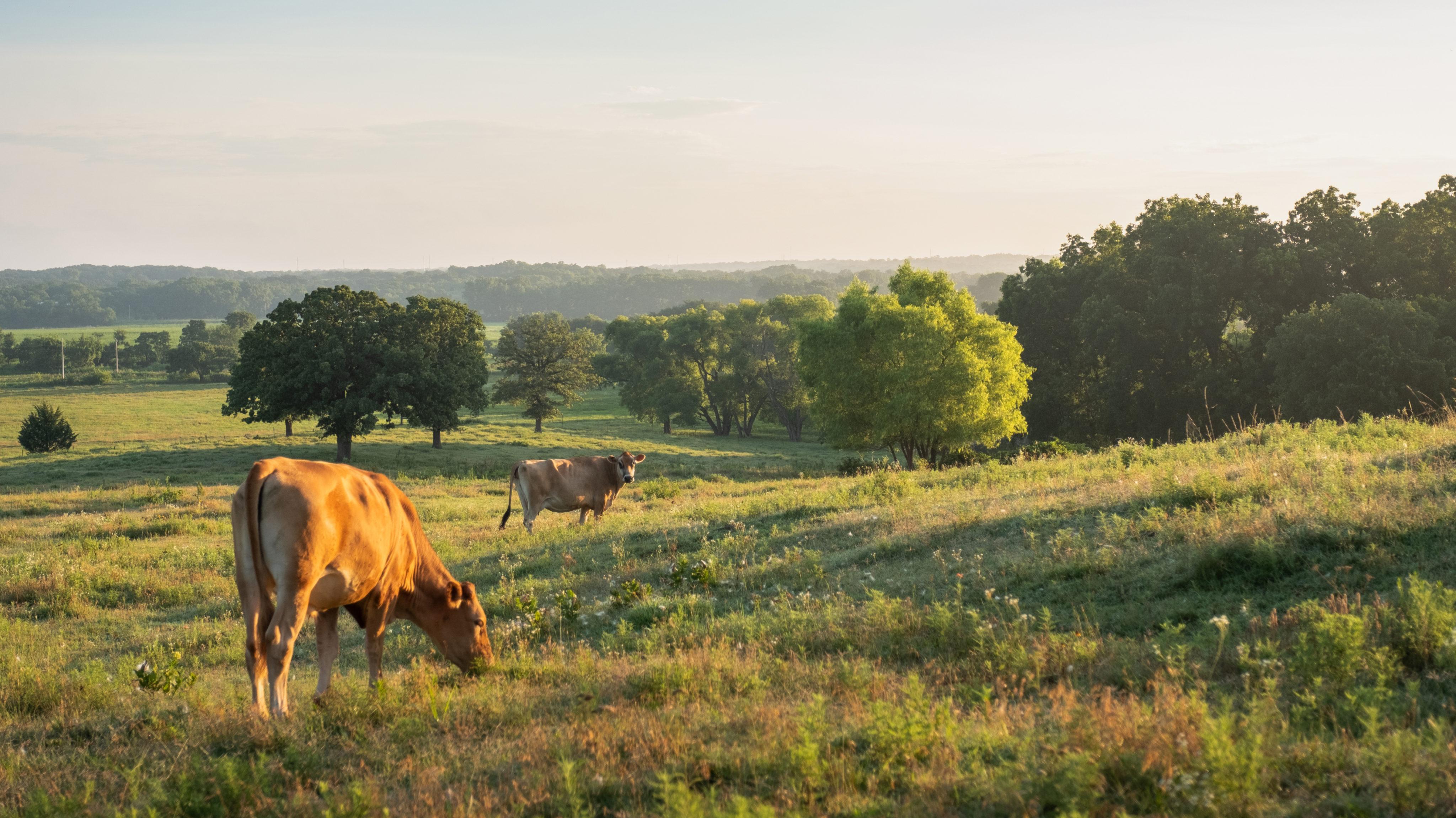 Nichiyobi Beef Cows Oklahoma Field