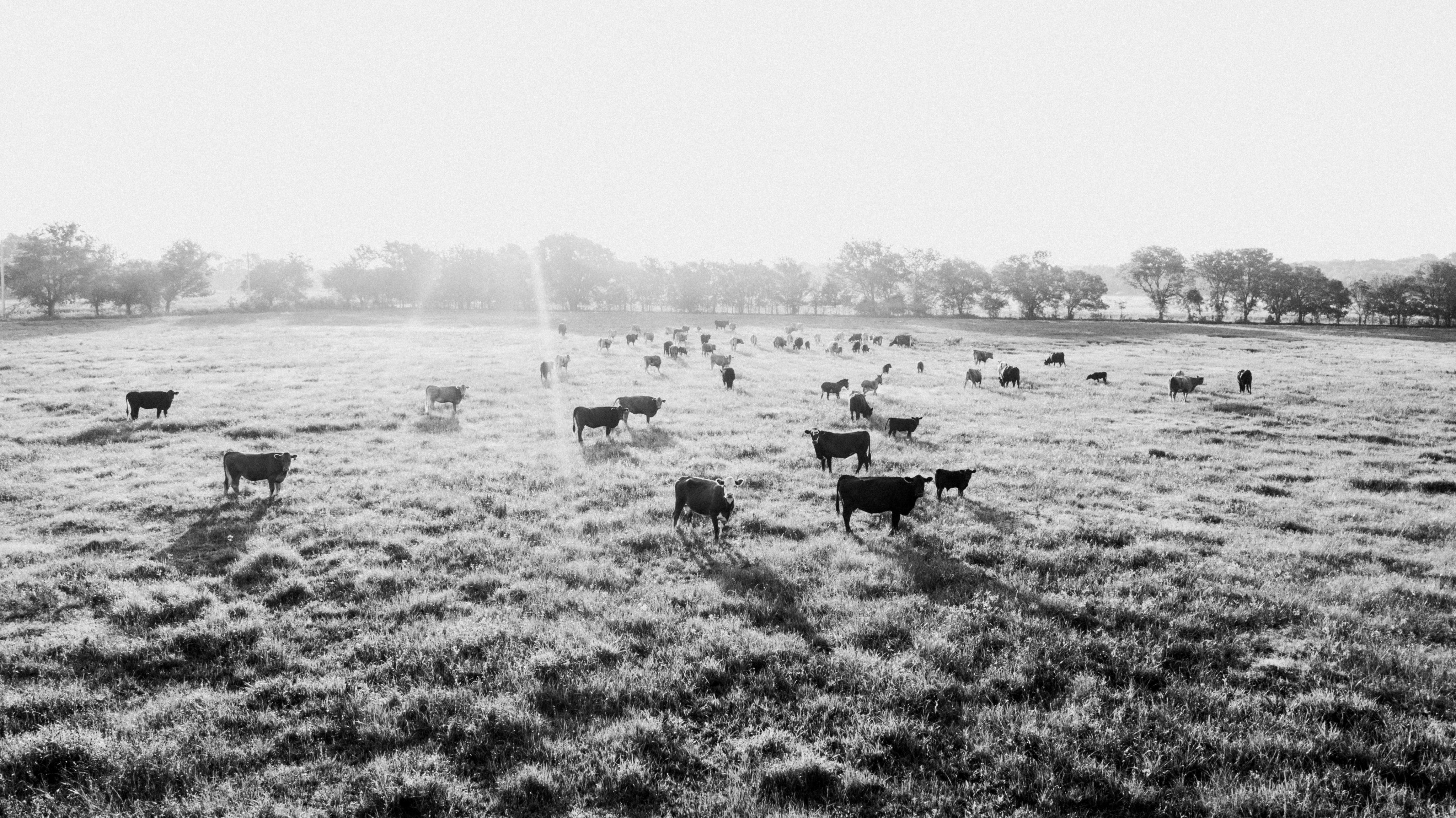 Nichiyobi field of cows